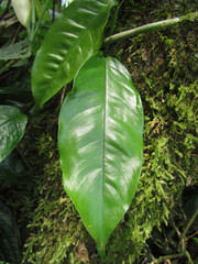 Philodendron missionum