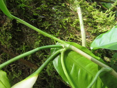 Philodendron missionum