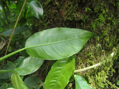 Philodendron missionum