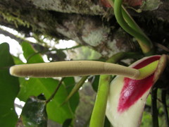 Philodendron meridionale