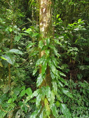 Philodendron missionum