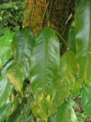 Philodendron missionum