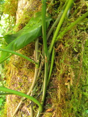 Philodendron missionum