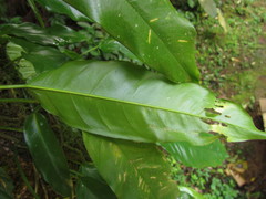 Philodendron missionum