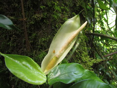 Philodendron missionum