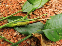 Philodendron missionum