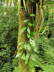 Philodendron missionum