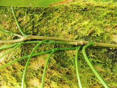 Philodendron missionum