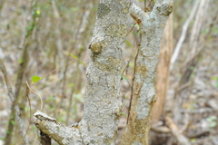 Casearia guantanamensis