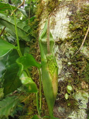 Philodendron missionum