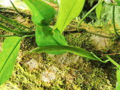 Philodendron missionum