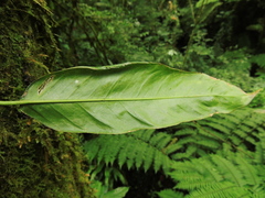 Philodendron missionum