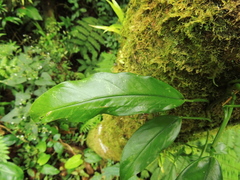 Philodendron missionum