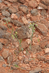 Physaria rectipes