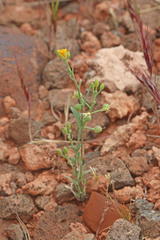 Physaria rectipes