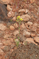 Physaria rectipes