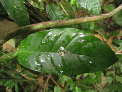 Philodendron propinquum