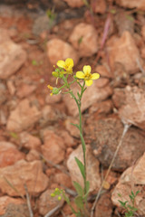 Physaria rectipes