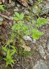 Borodinia canadensis