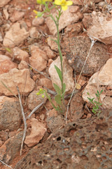 Physaria rectipes