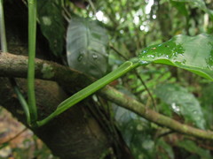 Philodendron propinquum