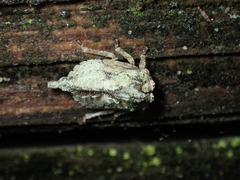 Telamonini