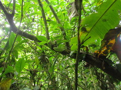 Philodendron propinquum