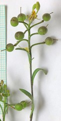 Physaria rectipes