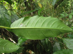 Philodendron propinquum