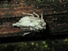 Telamonini