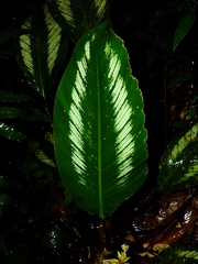 Goeppertia elliptica