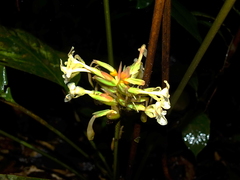 Goeppertia elliptica