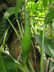 Philodendron propinquum