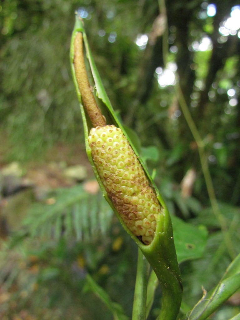 Subgenus Pteromischum  iNaturalist