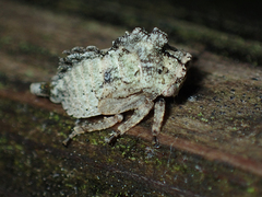 Telamonini