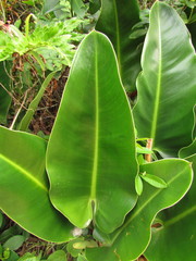 Philodendron renauxii