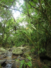 Philodendron propinquum