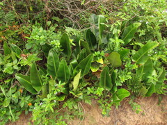 Philodendron renauxii