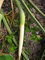 Philodendron renauxii