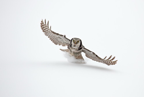 Northern Hawk Owl (Surnia ulula), a species recorded in Montana