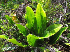 Philodendron renauxii