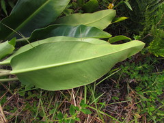Philodendron renauxii