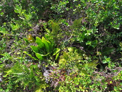 Philodendron renauxii