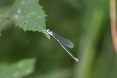 Archibasis oscillans