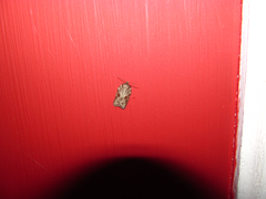 Acleris ptychogrammos