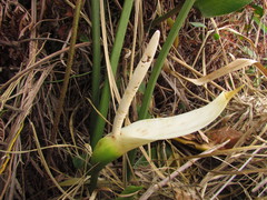Philodendron renauxii