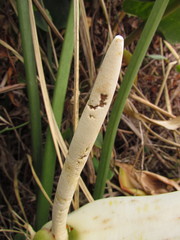 Philodendron renauxii