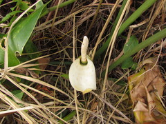 Philodendron renauxii