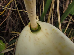 Philodendron renauxii