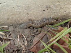 Elgaria multicarinata webbii